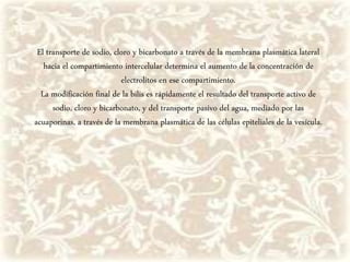 El transporte de sodio, cloro y bicarbonato a través de la membrana plasmática lateral
hacia el compartimiento intercelular determina el aumento de la concentración de
electrolitos en ese compartimiento.
La modificación final de la bilis es rápidamente el resultado del transporte activo de
sodio, cloro y bicarbonato, y del transporte pasivo del agua, mediado por las
acuaporinas, a través de la membrana plasmática de las células epiteliales de la vesícula.
 