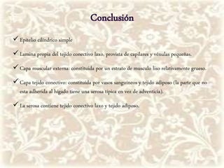  Epitelio cilíndrico simple
 Lamina propia del tejido conectivo laxo, provista de capilares y vénulas pequeñas.
 Capa muscular externa: constituida por un estrato de musculo liso relativamente grueso.
 Capa tejido conectivo: constituida por vasos sanguíneos y tejido adiposo (la parte que no
esta adherida al hígado tiene una serosa típica en vez de adventicia).
 La serosa contiene tejido conectivo laxo y tejido adiposo.
 