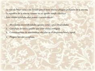 La vesícula biliar vacía o con llenado parcial tiene muchos pliegues profundos de la mucosa.
La superficie de la mucosa consiste en un epitelio simple cilíndrico.
Estas células epiteliales altas poseen 4 características:
1. Abundantes microvellosidades apicales cortas y poco desarrolladas.
2. Complejos de unión apicales que unen células contiguas.
3. Concentraciones de mitocondrias ubicadas en el citoplasma basal y apical.
4. Pliegues laterales complejos.
 