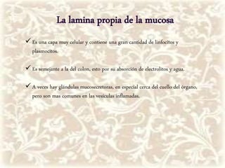  Es una capa muy celular y contiene una gran cantidad de linfocitos y
plasmocitos.
 Es semejante a la del colon, esto por su absorción de electrolitos y agua.
 A veces hay glándulas mucosecretoras, en especial cerca del cuello del órgano,
pero son mas comunes en las vesículas inflamadas.
 