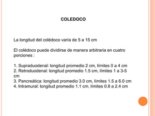 COLEDOCO
La longitud del colédoco varía de 5 a 15 cm
El colédoco puede dividirse de manera arbitraria en cuatro
porciones :
1. Supraduodenal: longitud promedio 2 cm, límites 0 a 4 cm
2. Retroduodenal: longitud promedio 1.5 cm, límites 1 a 3-5
cm
3. Pancreática: longitud promedio 3.0 cm, límites 1.5 a 6.0 cm
4. lntramural: longitud promedio 1.1 cm, límites 0.8 a 2.4 cm
 