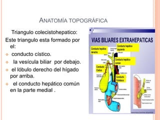 ANATOMÍA TOPOGRÁFICA
Triangulo colecistohepatico:
Este triangulo esta formado por
el:
 conducto cístico.
 la vesícula biliar por debajo.
 el lóbulo derecho del hígado
por arriba.
 el conducto hepático común
en la parte medial .
 