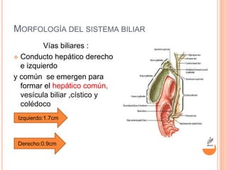 MORFOLOGÍA DEL SISTEMA BILIAR
Vías biliares :
 Conducto hepático derecho
e izquierdo
y común se emergen para
formar el hepático común,
vesícula biliar ,cístico y
colédoco
Izquierdo:1.7cm
Derecho:0.9cm
 