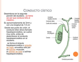CONDUCTO CÍSTICO
Desemboca en la segunda
porción del duodeno , se llama
así por que conduce bilis al
intestino .
Es aproximadamente de 3mm y
con una longitud de 1-5 cm
Desde ese punto de unión, el
conducto biliar ahora llamado
hepatopancreático, se vuelve
muy corto, antes de
desembocar el conducto
hepatopancreático en el
duodeno.
se forma el ámpula
hepatopancreática o ampolla
de Vater, envueltos solo por
un esfínter muscular,
el esfínter de Oddi o esfínter
hepatopancreático.
 