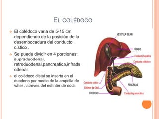EL COLÉDOCO
 El colédoco varia de 5-15 cm
dependiendo de la posición de la
desembocadura del conducto
cístico .
 Se pued...
