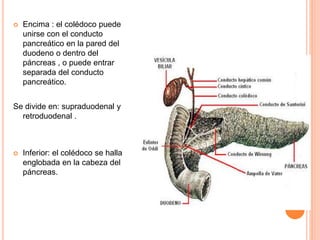 Encima : el colédoco puede
unirse con el conducto
pancreático en la pared del
duodeno o dentro del
páncreas , o puede en...