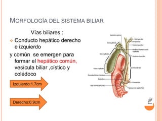 MORFOLOGÍA DEL SISTEMA BILIAR
Vías biliares :
 Conducto hepático derecho
e izquierdo
y común se emergen para
formar el he...