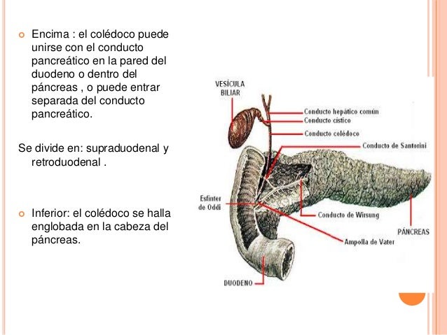 Anatomía Del Colédoco – La anatomía del sistema biliar – EXWHBP