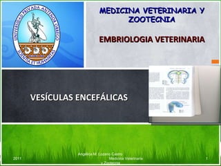 EMBRIOLOGIA VETERINARIA MEDICINA VETERINARIA Y ZOOTECNIA VESÍCULAS ENCEFÁLICAS Angélica M. Lozano Castro  Medicina Veterinaria y Zootecnia 2011 