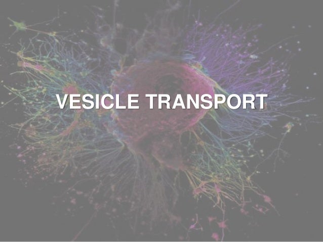 Vesicle transport