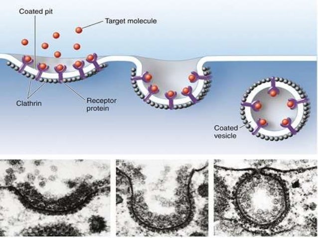 Vesicle transport