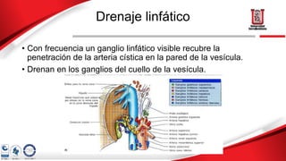 Drenaje linfático
• Con frecuencia un ganglio linfático visible recubre la
penetración de la arteria cística en la pared de la vesícula.
• Drenan en los ganglios del cuello de la vesícula.
 
