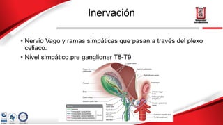 Inervación
• Nervio Vago y ramas simpáticas que pasan a través del plexo
celiaco.
• Nivel simpático pre ganglionar T8-T9
 