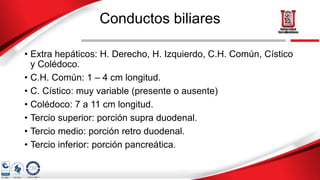 Conductos biliares
• Extra hepáticos: H. Derecho, H. Izquierdo, C.H. Común, Cístico
y Colédoco.
• C.H. Común: 1 – 4 cm longitud.
• C. Cístico: muy variable (presente o ausente)
• Colédoco: 7 a 11 cm longitud.
• Tercio superior: porción supra duodenal.
• Tercio medio: porción retro duodenal.
• Tercio inferior: porción pancreática.
 