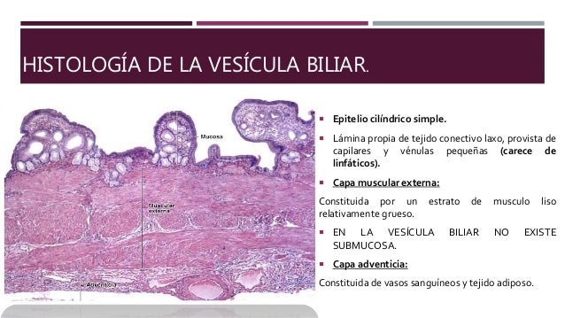 Vesicula biliar - Elyz Ariadneth Cortez López