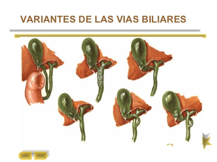 RADIOLOGIA Vesicula biliar y vias biliares DRA MARROQUIN