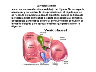 La vesícula biliar
es un saco muscular ubicado debajo del hígado. Se encarga de
almacenar y concentrar la bilis producida en el hígado que no
se necesita de inmediato para la digestión. La bilis se libera de
la vesícula biliar al intestino delgado en respuesta al alimento.
El conducto pancreático se une al conducto biliar común en el
intestino delgado para agregar enzimas que participan en la
digestión.
 