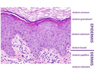 VESICULAR AND BULLOUS LESIONS OF SKIN (2).pptx