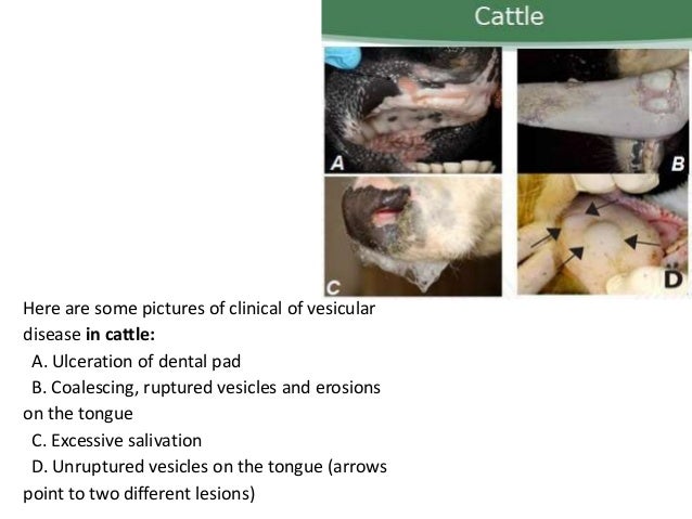 Vesicular diseases