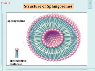 11-Dec-15 31
Structure of Sphingosomes
 