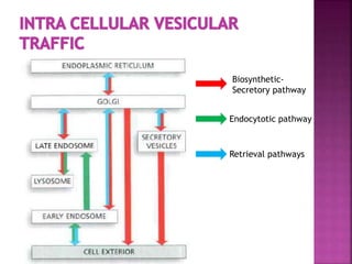 Biosynthetic-
Secretory pathway
Endocytotic pathway
Retrieval pathways
 