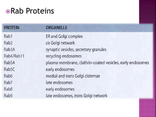 Rab Proteins
 