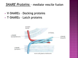 SNARE Proteins – mediate vescile fusion
 V-SNAREs – Docking proteins
 T-SNAREs – Latch proteins
 