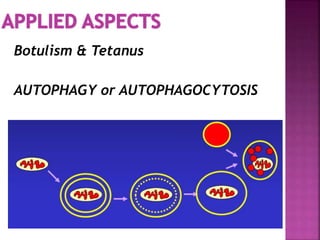 Botulism & Tetanus
AUTOPHAGY or AUTOPHAGOCYTOSIS
 