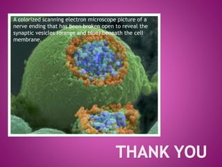 A colorized scanning electron microscope picture of a
nerve ending that has been broken open to reveal the
synaptic vesicles (orange and blue) beneath the cell
membrane.
 