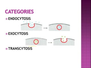  ENDOCYTOSIS
 EXOCYTOSIS
 TRANSCYTOSIS
 