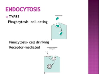  TYPES
Phagocytosis- cell eating
Pinocytosis- cell drinking
Receptor-mediated
 