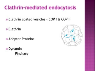  Clathrin coated vesicles – COP I & COP II
 Clathrin
 Adaptor Proteins
 Dynamin
Pinchase
 