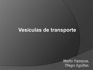 Vesículas de transporte
 