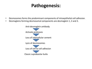 Pathogenesis:
• Desmosomes forms the predominant components of intraepithelial cell adhesion.
• Desmogleins forming desmosomal components are desmoglein 1, 2 and 3.
Anti-desmoglein antibody
Activate proteases
Loss of intercellular cement
Lysis of desmosomes
Loss of cell to cell adhesion
Classic suprabasilar bulla
 
