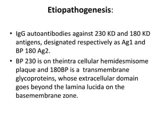 Etiopathogenesis:
• IgG autoantibodies against 230 KD and 180 KD
antigens, designated respectively as Ag1 and
BP 180 Ag2.
• BP 230 is on theintra cellular hemidesmisome
plaque and 180BP is a transmembrane
glycoproteins, whose extracellular domain
goes beyond the lamina lucida on the
basemembrane zone.
 