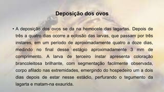 Deposição dos ovos
• A deposição dos ovos se da na hemocele das lagartas. Depois de
três a quatro dias ocorre a eclosão das larvas, que passam por três
instares, em um período de aproximadamente quatro a doze dias,
medindo no final desse estágio aproximadamente 3 mm de
comprimento. A larva de terceiro ínstar apresenta coloração
brancoleitosa brilhante, com segmentação facilmente observada,
corpo afilado nas extremidades, emergindo do hospedeiro um a dois
dias depois de estar nesse estádio, perfurando o tegumento da
lagarta e matam-na exaurida.
 