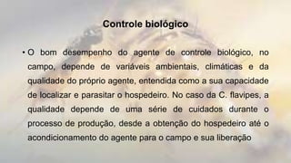 Controle biológico
• O bom desempenho do agente de controle biológico, no
campo, depende de variáveis ambientais, climáticas e da
qualidade do próprio agente, entendida como a sua capacidade
de localizar e parasitar o hospedeiro. No caso da C. flavipes, a
qualidade depende de uma série de cuidados durante o
processo de produção, desde a obtenção do hospedeiro até o
acondicionamento do agente para o campo e sua liberação
 