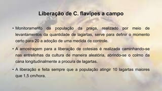 Liberação de C. flavipes a campo
• Monitoramento da população da praga, realizado por meio de
levantamentos da quantidade de lagartas, serve para definir o momento
certo para 20 a adoção de uma medida de controle.
• A amostragem para a liberação de cotesias é realizada caminhando-se
nas entrelinhas da cultura de maneira aleatória, abrindo-se o colmo da
cana longitudinalmente a procura de lagartas.
• A liberação e feita sempre que a população atingir 10 lagartas maiores
que 1,5 cm/hora.
 