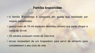 Família braconidae
• A família Braconidae é composta em quase sua totalidade por
vespas parasitoides.
• possui mais de 19 mil espécies descritas número que pode chegar a
cerca de 50 mil.
• Os adultos possuem modo de vida livre
• larvas necessitam de um hospedeiro para servir de alimento para
completarem o seu ciclo de vida
 