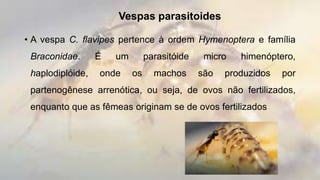 Vespas parasitoides
• A vespa C. flavipes pertence à ordem Hymenoptera e família
Braconidae. É um parasitóide micro himenóptero,
haplodiplóide, onde os machos são produzidos por
partenogênese arrenótica, ou seja, de ovos não fertilizados,
enquanto que as fêmeas originam se de ovos fertilizados
 
