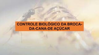 CONTROLE BIOLÓGICO DA BROCA-
DA-CANA-DE AÇÚCAR
 