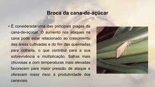 Broca da cana-de-açúcar
• É considerada uma das principais pragas da
cana-de-açúcar. O aumento nos ataques na
cana pode estar relacionado ao crescimento
das áreas cultivadas e do fim das queimadas
para colheita, o que contribui para a sua
sobrevivência e multiplicação. Safras mais
chuvosas e com temperaturas mais elevadas
favorecem para maior pressão de ataque e
oferecem maior risco à produtividade dos
canaviais.
 