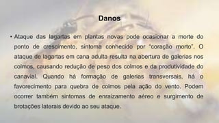 Danos
• Ataque das lagartas em plantas novas pode ocasionar a morte do
ponto de crescimento, sintoma conhecido por “coração morto”. O
ataque de lagartas em cana adulta resulta na abertura de galerias nos
colmos, causando redução de peso dos colmos e da produtividade do
canavial. Quando há formação de galerias transversais, há o
favorecimento para quebra de colmos pela ação do vento. Podem
ocorrer também sintomas de enraizamento aéreo e surgimento de
brotações laterais devido ao seu ataque.
 