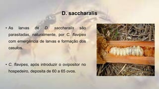 D. saccharalis
• As larvas de D. saccharalis são
parasitadas, naturalmente, por C. flavipes
com emergência de larvas e formação dos
casulos.
• C. flavipes, após introduzir o ovipositor no
hospedeiro, deposita de 60 a 65 ovos.
 