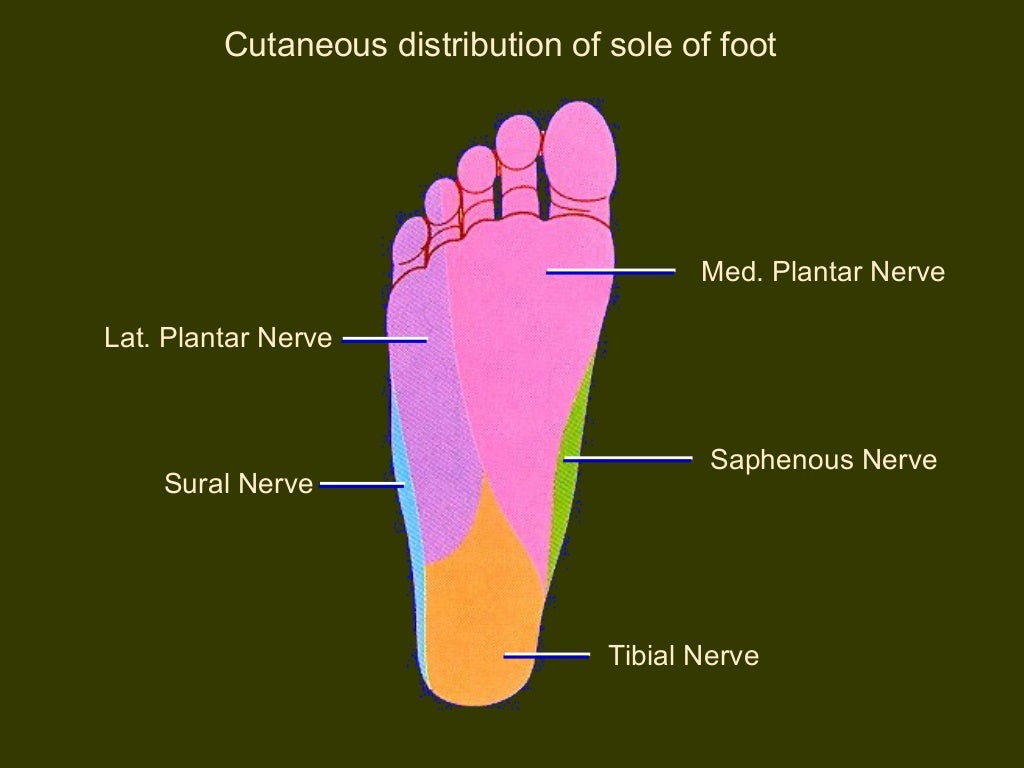 Vessels and nerves of sole of foot