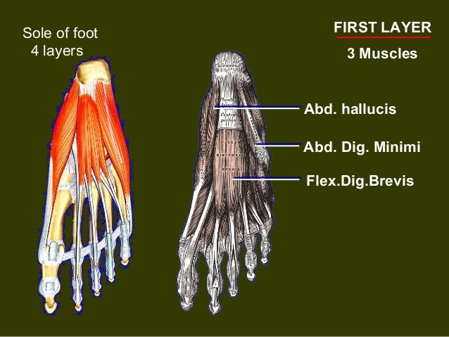 Vessels and nerves of sole of foot