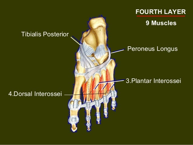 Vessels and nerves of sole of foot