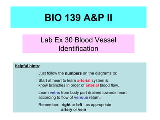 BIO 139 A&P II Lab Ex 30 Blood Vessel Identification Helpful hints :    Just follow the  numbers  on the diagrams to:   Start at heart to learn  arterial  system &      know branches in order of  arterial  blood flow.   Learn  veins  from body part drained towards heart    according to flow of  venous  return.   Remember:  right  or  left  as appropriate    artery  or  vein   
