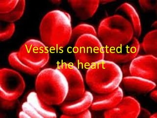 Vessels connected to
     the heart
 