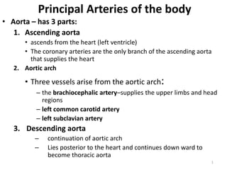 Principal Arteries of the body
• Aorta – has 3 parts:
1. Ascending aorta
• ascends from the heart (left ventricle)
• The coronary arteries are the only branch of the ascending aorta
that supplies the heart
2. Aortic arch
• Three vessels arise from the aortic arch:
– the brachiocephalic artery–supplies the upper limbs and head
regions
– left common carotid artery
– left subclavian artery
3. Descending aorta
– continuation of aortic arch
– Lies posterior to the heart and continues down ward to
become thoracic aorta
1
 